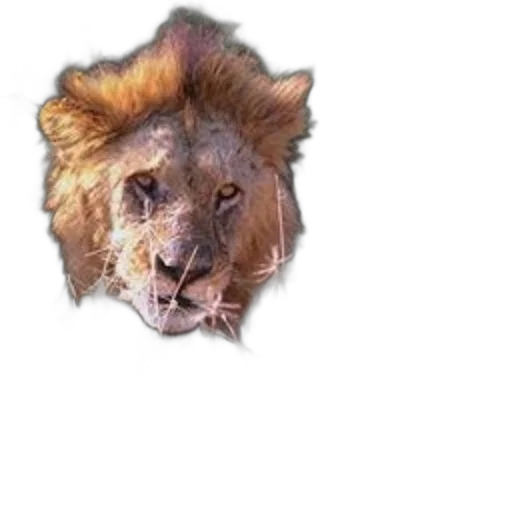 animal, staff, crown, face transparent PNG cut-out