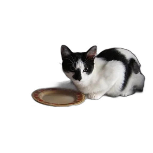 food, animal, black, white transparent PNG cut-out