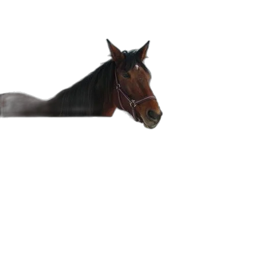 animal, creature, staff, hat transparent PNG cut-out
