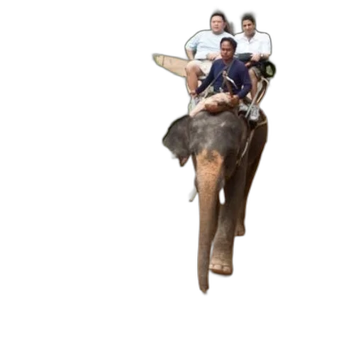 animal, staff, creature, hat transparent PNG cut-out