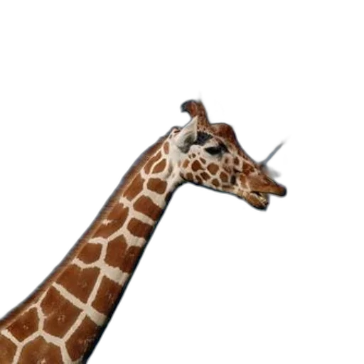 animal, staff, creature, hat transparent PNG cut-out