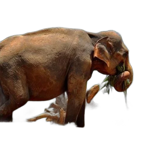 animal, creature, food, photorealistic transparent PNG cut-out