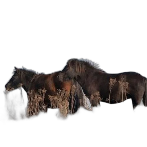 animal, hair, furniture, creature transparent PNG cut-out