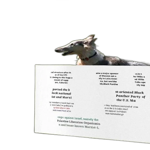 dragon, animal, earth tones, dog transparent PNG cut-out