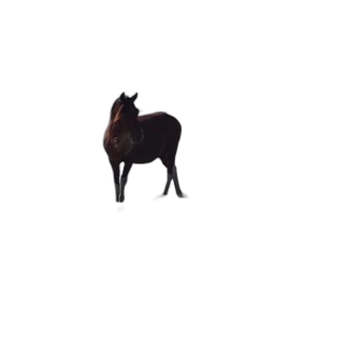 animal, creature, hat, crown transparent PNG cut-out
