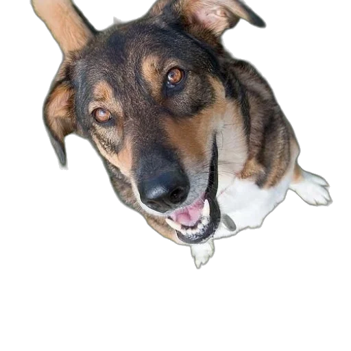 animal, creature, staff, face transparent PNG cut-out