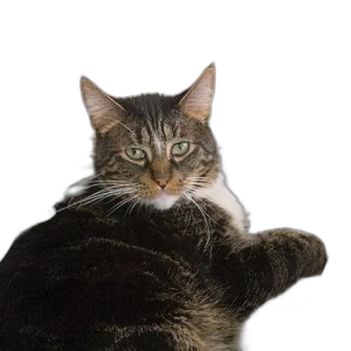 animal, staff, creature, hat transparent PNG cut-out