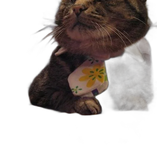 staff, animal, hat, jewelry transparent PNG cut-out