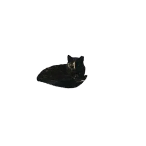 hat, animal, shoes, crown transparent PNG cut-out