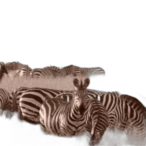 animal, hair, creature, furniture transparent PNG cut-out