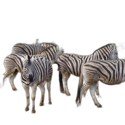 animal, furniture, creature, 3d render transparent PNG cut-out