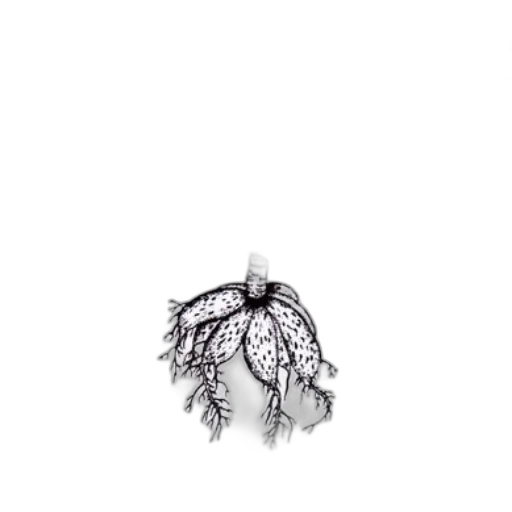 crown, hair, jewelry, tree transparent PNG cut-out