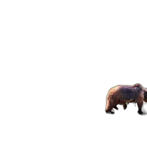 animal, creature, furniture, car transparent PNG cut-out
