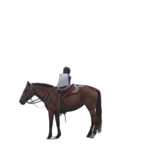 animal, staff, jacket, hat transparent PNG cut-out