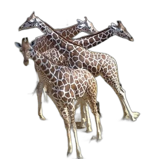 animal, jewelry, creature, staff transparent PNG cut-out