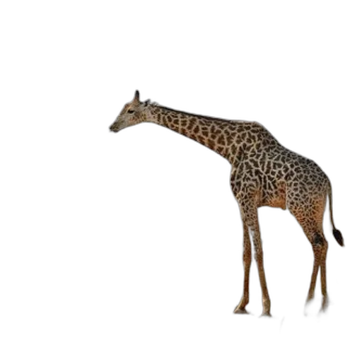 animal, creature, staff, weapon transparent PNG cut-out