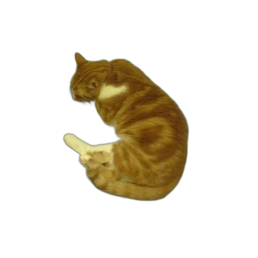 animal, staff, food, creature transparent PNG cut-out