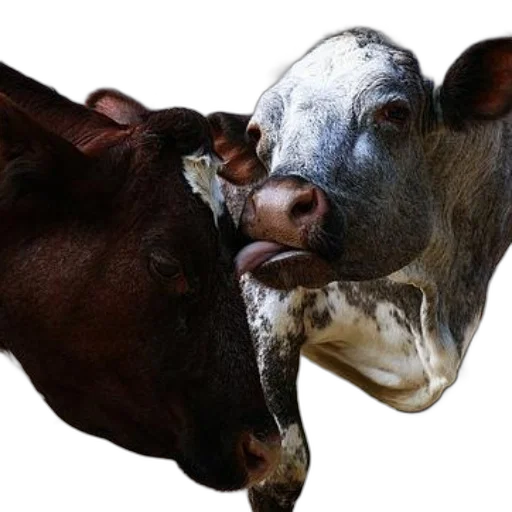 animal, mask, face, creature transparent PNG cut-out