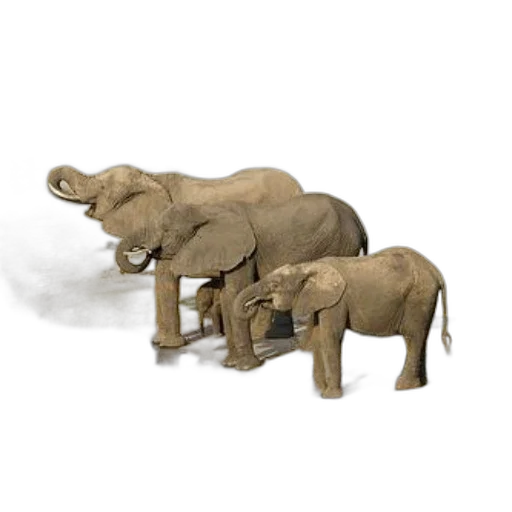 animal, 3d render, concept art, photorealistic transparent PNG cut-out