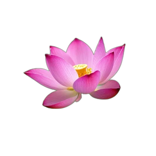 flower, jewelry, staff, crown transparent PNG cut-out