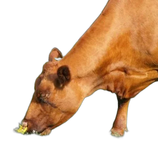 food, animal, creature, shoes transparent PNG cut-out