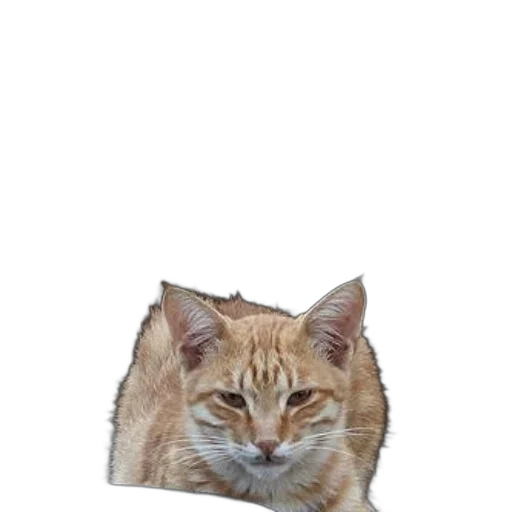 animal, creature, face, staff transparent PNG cut-out