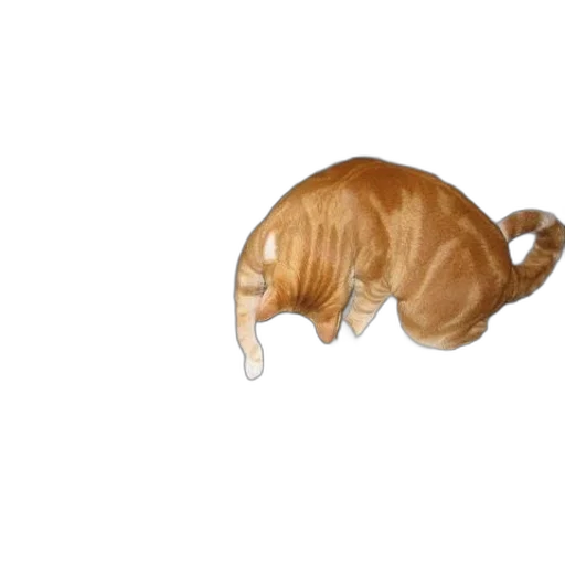 animal, creature, hair, food transparent PNG cut-out
