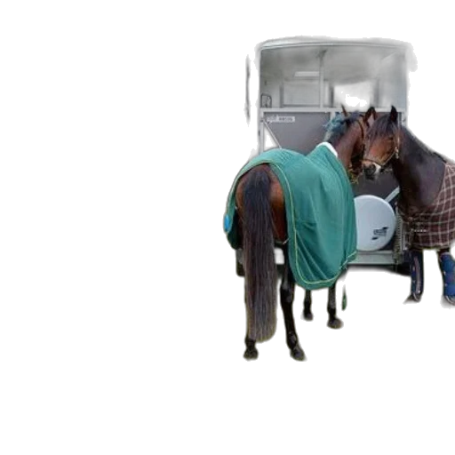 animal, car, furniture, hat transparent PNG cut-out