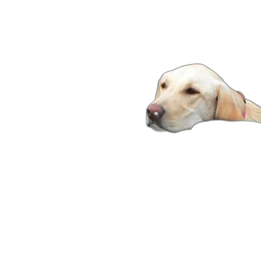 animal, creature, face, hat transparent PNG cut-out