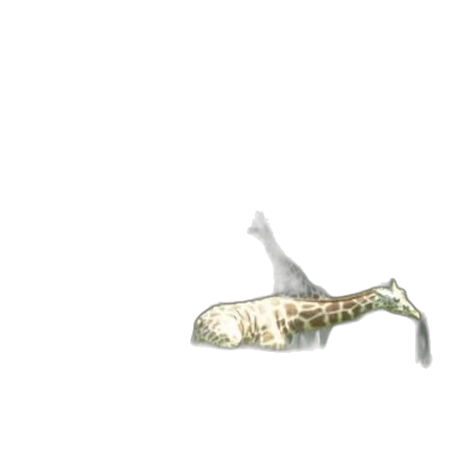 animal, weapon, creature, dragon transparent PNG cut-out