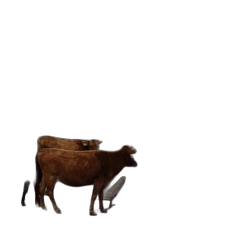 animal, creature, furniture, food transparent PNG cut-out