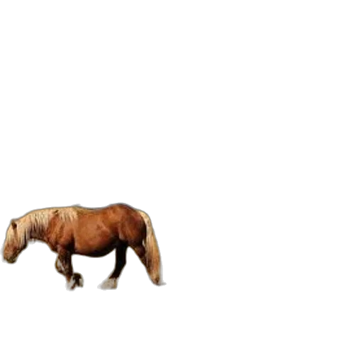 animal, creature, furniture, hair transparent PNG cut-out