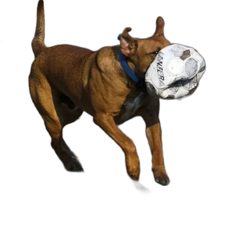 animal, staff, mask, creature transparent PNG cut-out