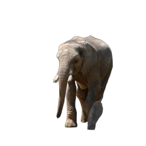 animal, creature, staff, hat transparent PNG cut-out