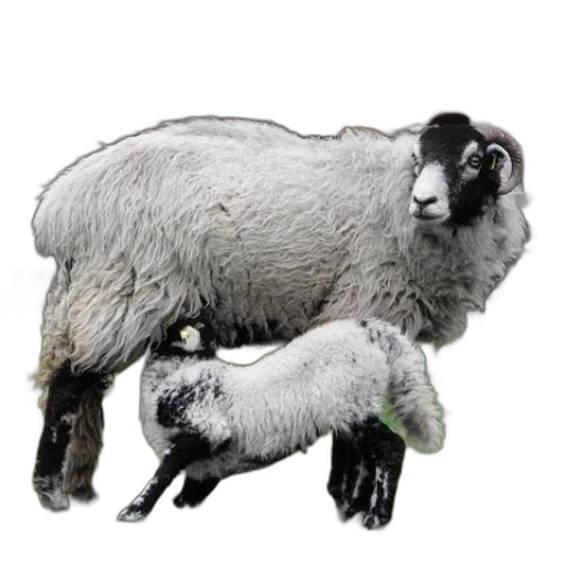 animal, creature, photorealistic, 3d render transparent PNG cut-out