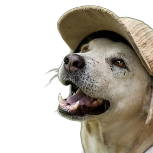 hat, animal, creature, face transparent PNG cut-out