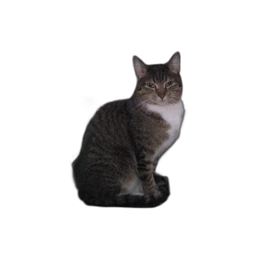 animal, staff, creature, furniture transparent PNG cut-out