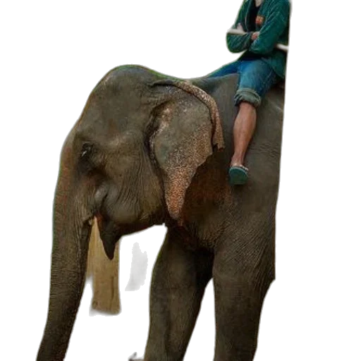 animal, creature, staff, concept art transparent PNG cut-out