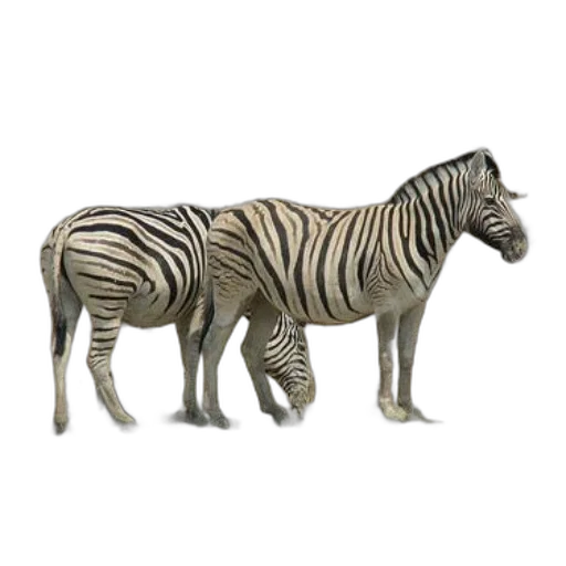 animal, creature, jewelry, furniture transparent PNG cut-out