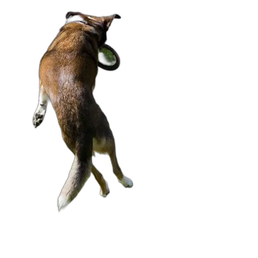 animal, creature, staff, food transparent PNG cut-out