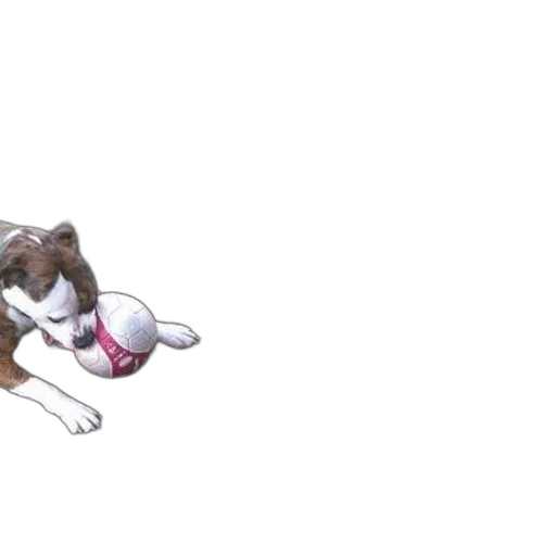 animal, creature, shoes, 3d render transparent PNG cut-out