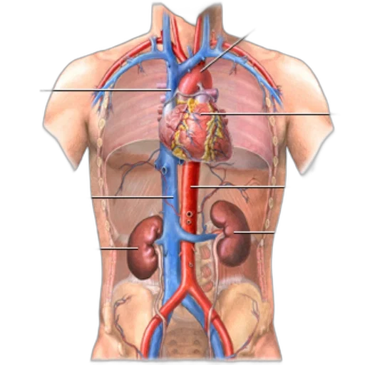 anatomical, illustration, human, circulatory transparent PNG cut-out