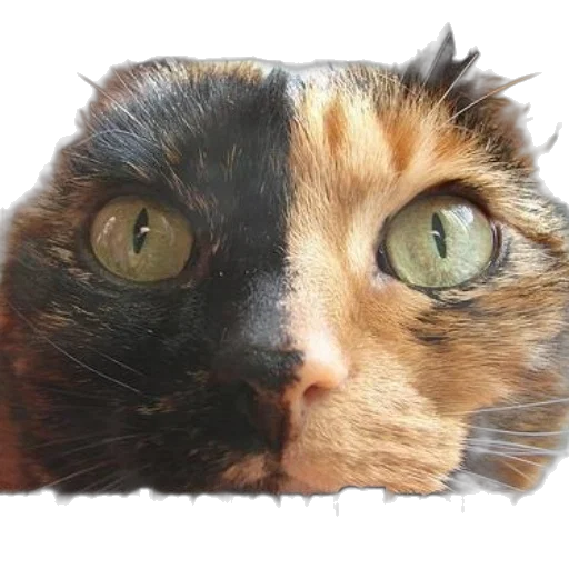 animal, face, creature, crown transparent PNG cut-out