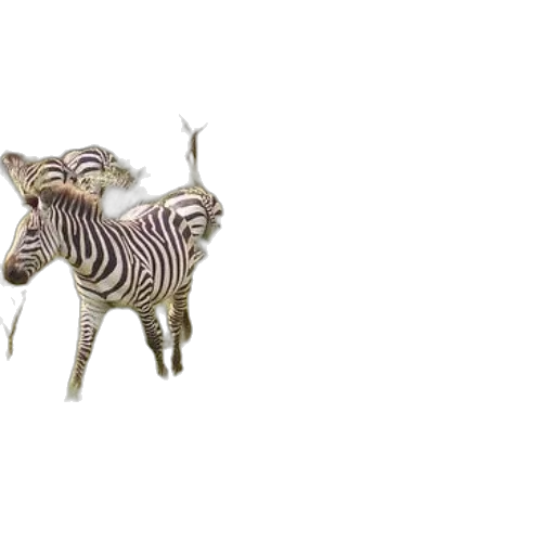 animal, creature, furniture, dragon transparent PNG cut-out