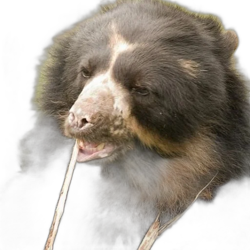 staff, animal, creature, food transparent PNG cut-out