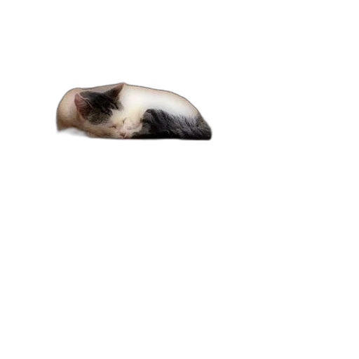 hair, animal, face, shoes transparent PNG cut-out