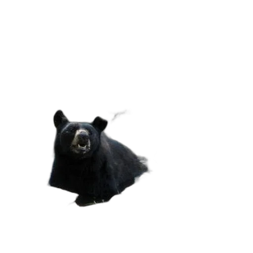 animal, creature, mask, hat transparent PNG cut-out