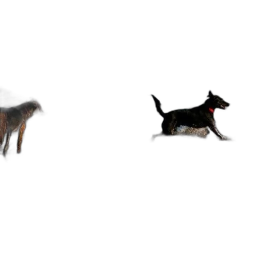 animal, creature, staff, 3d render transparent PNG cut-out