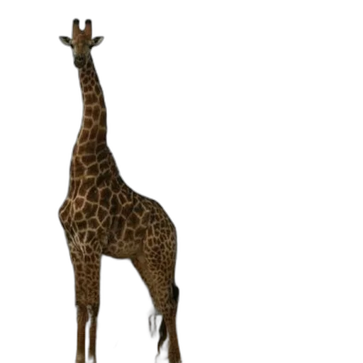 animal, creature, staff, hat transparent PNG cut-out