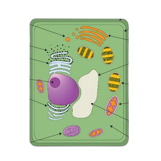 food, detailed, diagram, plant transparent PNG cut-out